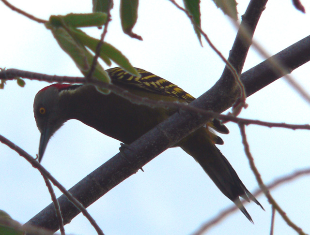 Hispanolian Woodpecker