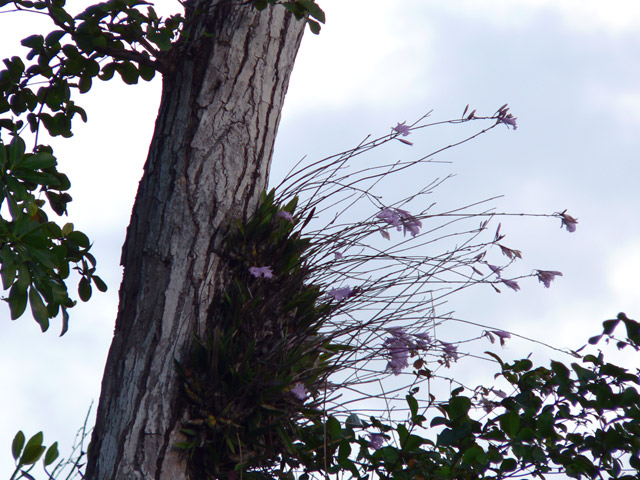 A type of orchid? growing up high on a tree