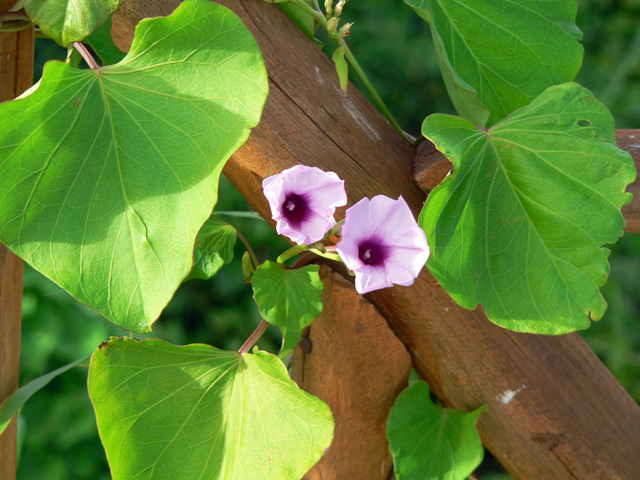 A pretty weed - similar to a morning glory