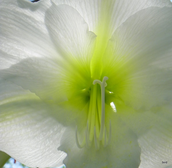 Fresh Spring Beauty
