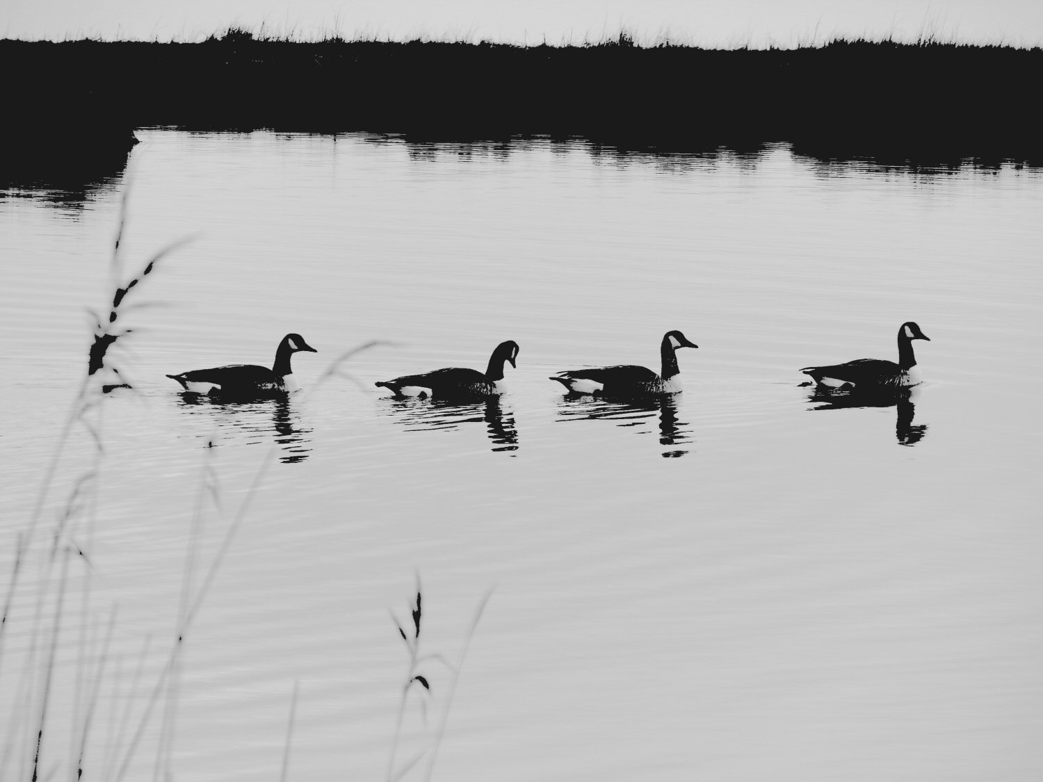 Canada Geese.jpg