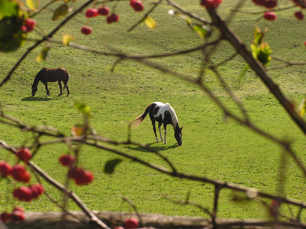 December and still grazing.jpg