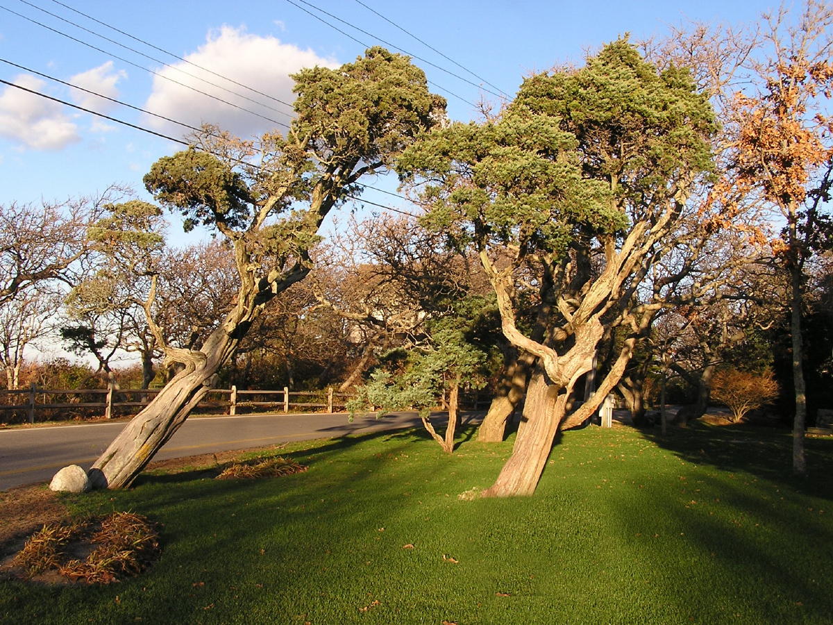 Cedar trees- West Chop.jpg