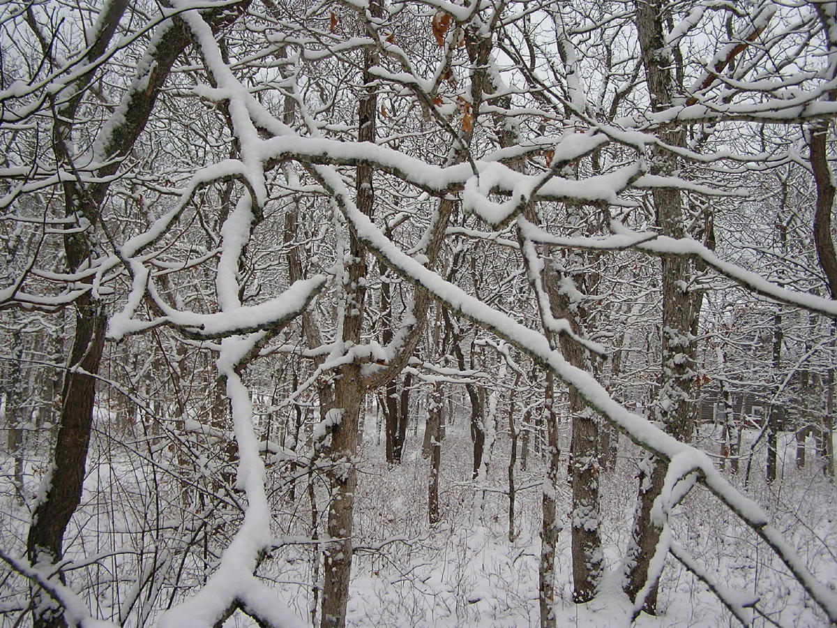 March snow.JPG