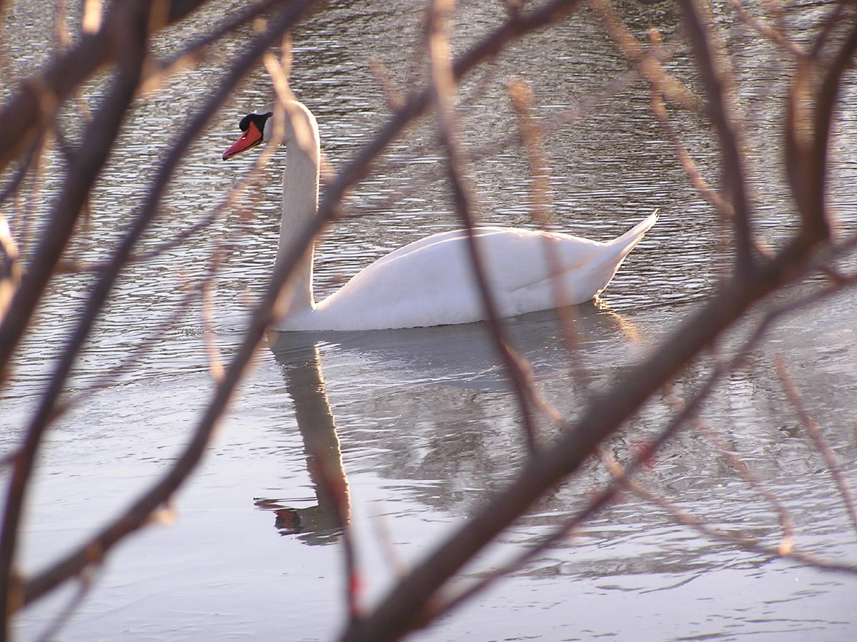 Swan through the trees.jpg