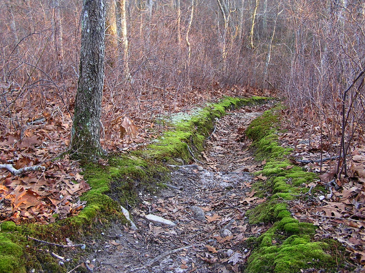 Cedar Tree Neck well worn path.jpg