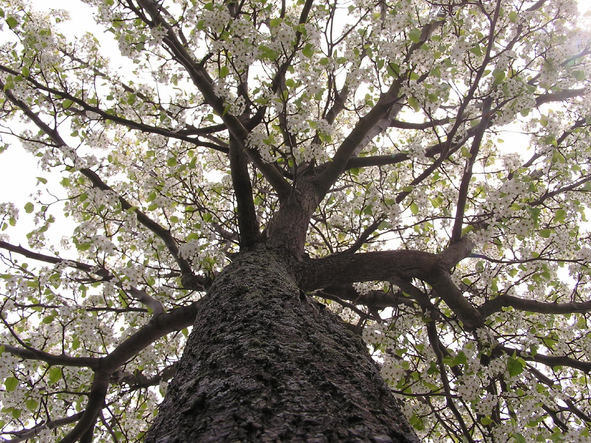 Tree Perspective.jpg