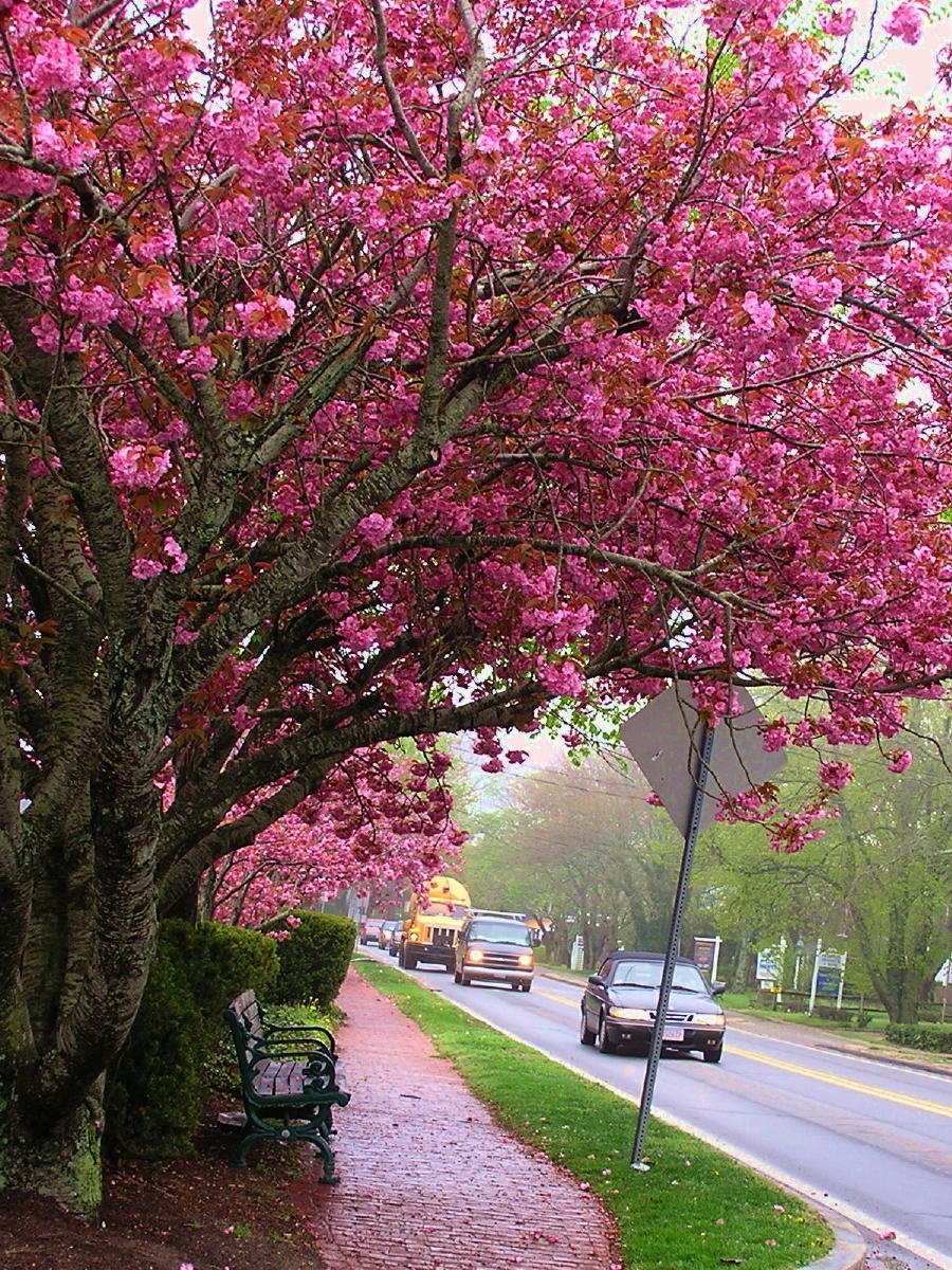 Edgartown Bus Stop.jpg