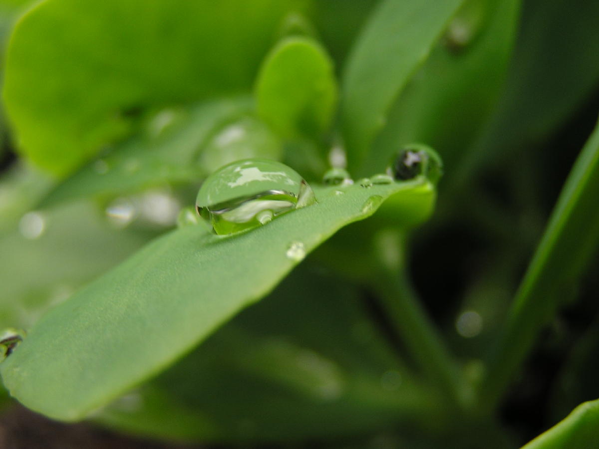 Raindrop.JPG