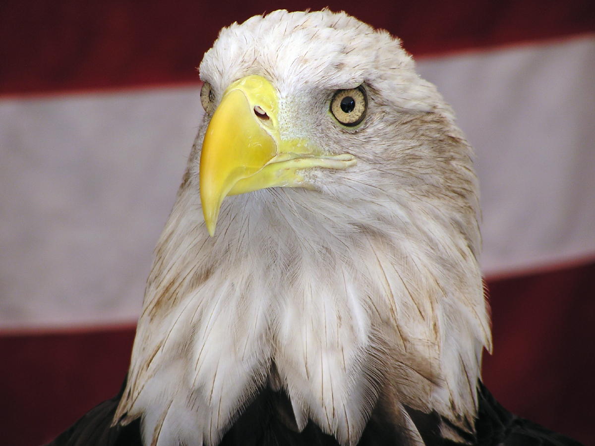 American Eagle.jpg