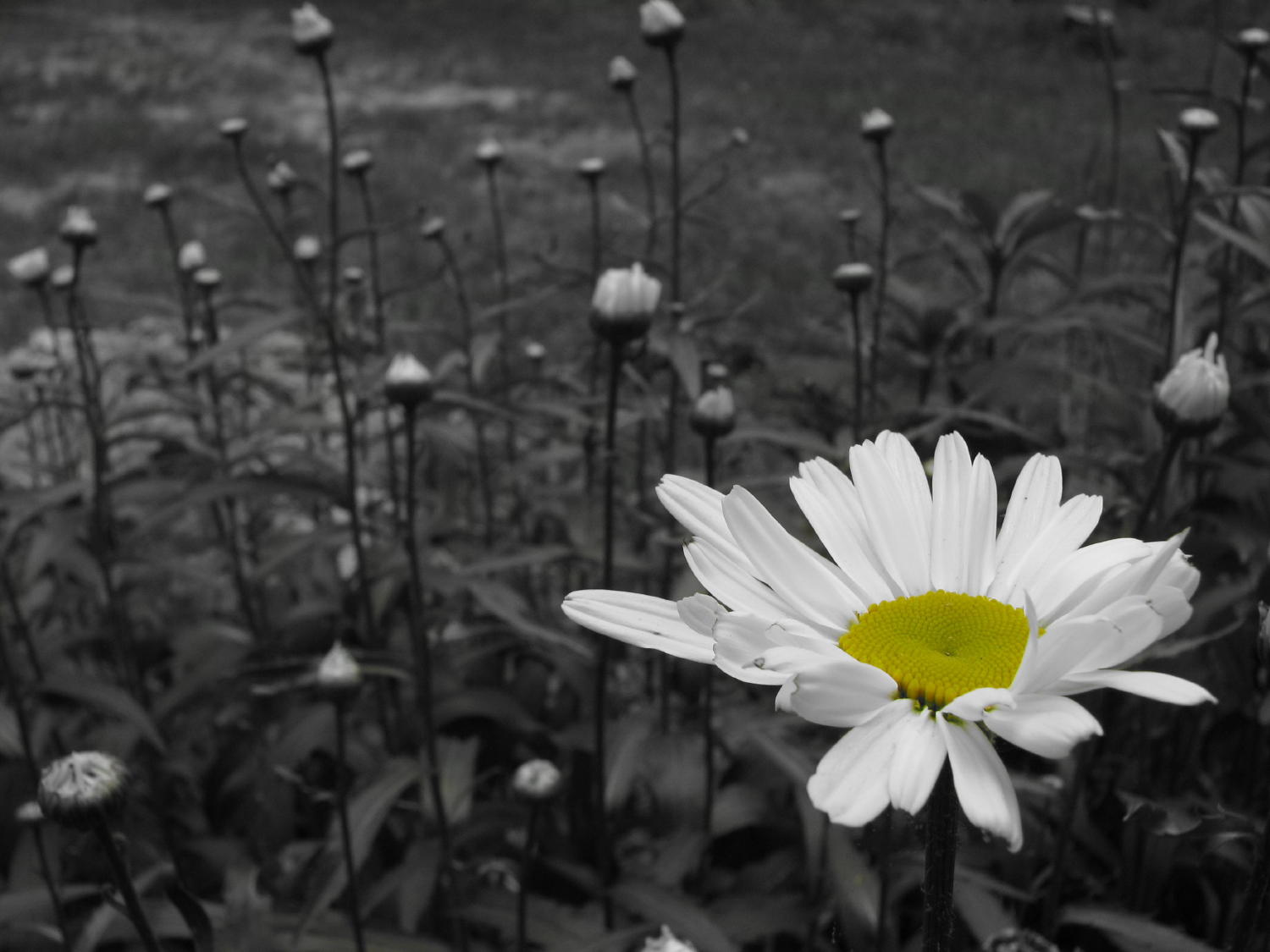 Yellowish-Green.jpg