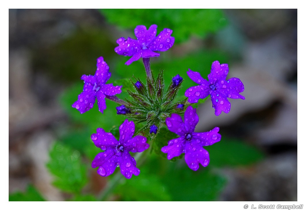 Verbena.4255.jpg