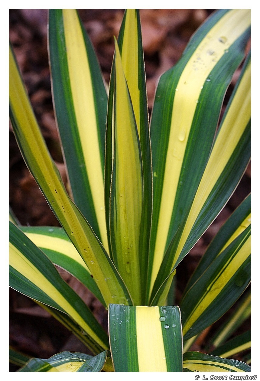 VarigatedYucca.4290.jpg