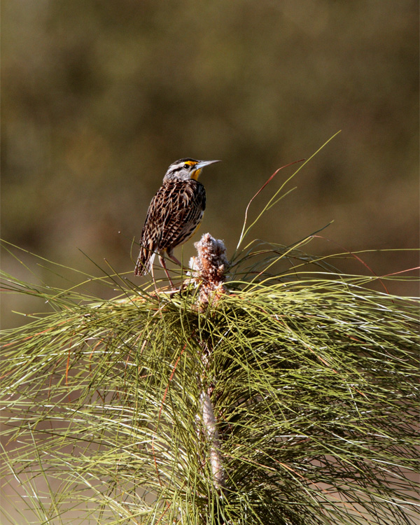 Circle B Meadowlark on Eagle Roost Way 2.jpg