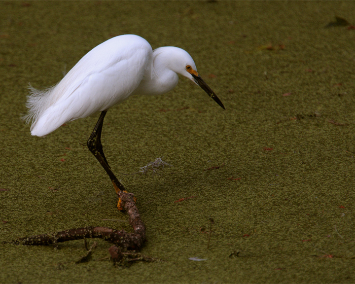 Egret in the marsh on Alligator Alley.jpg
