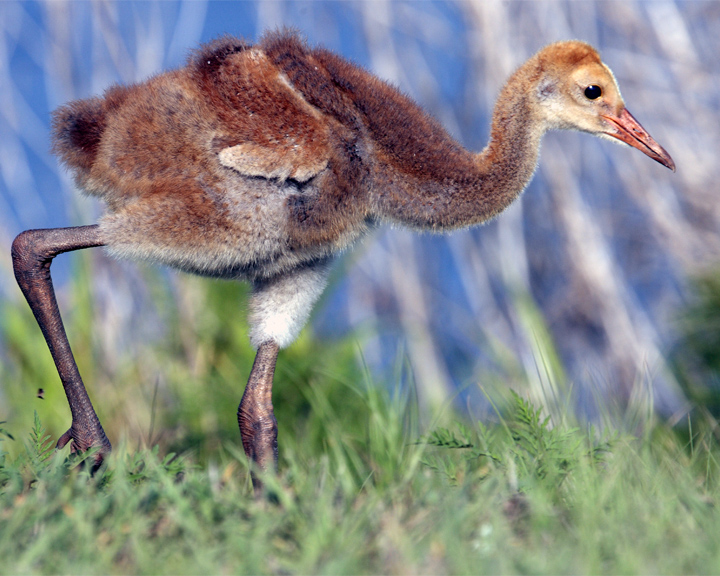Sandhill Crane Chick.jpg
