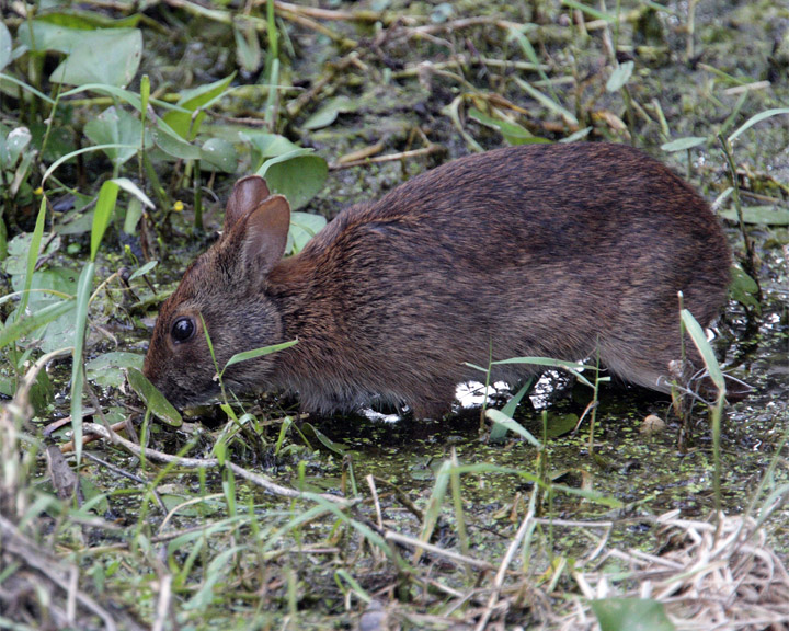 Marsh Rabbit.jpg