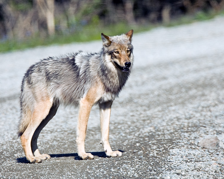 Wolf in the road.jpg