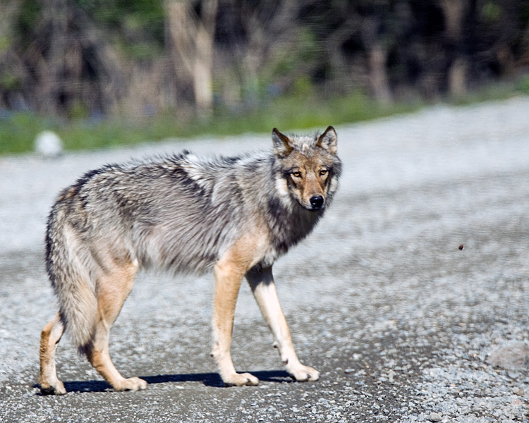 Wolf on the road 2.jpg