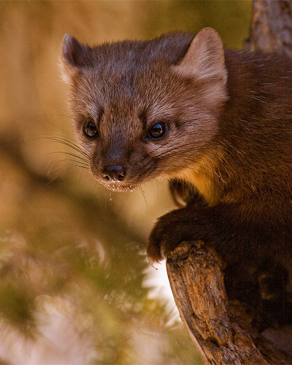 Pine Marten Portrait.jpg