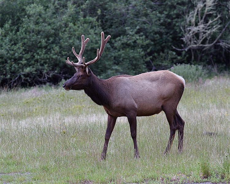 California Elk in the grass.jpg