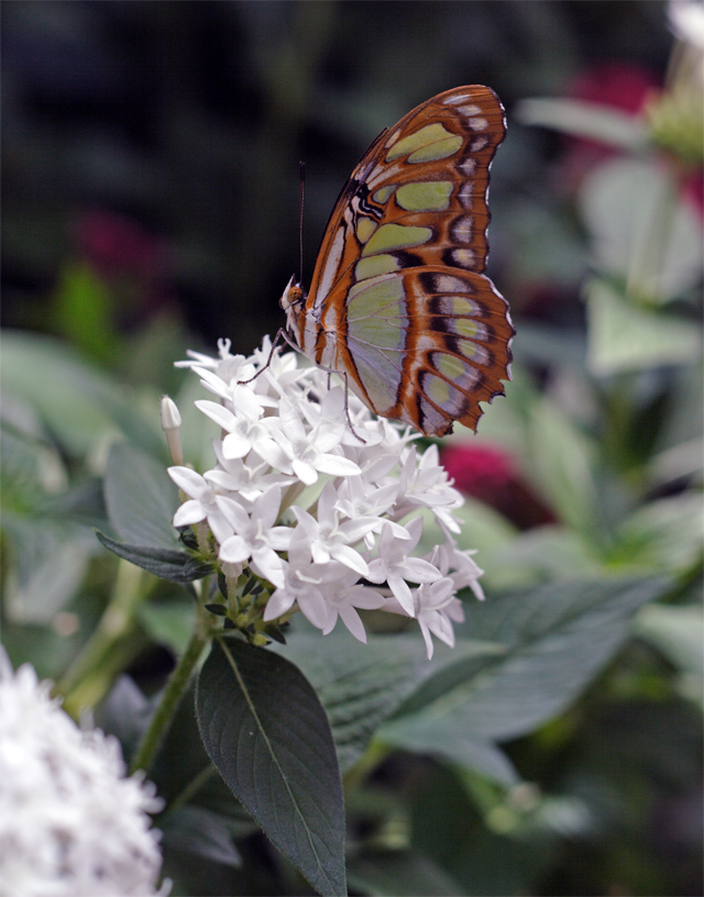 Butterfly on flower.jpg