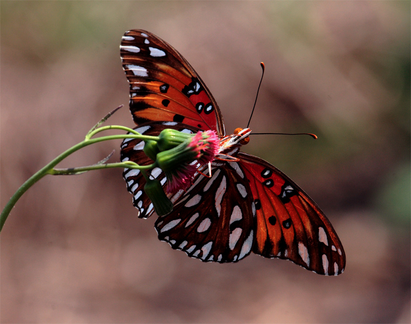 Orange and black butterfly feeding.jpg