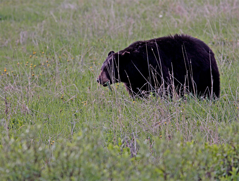 Black Bear among the wildflowers.jpg