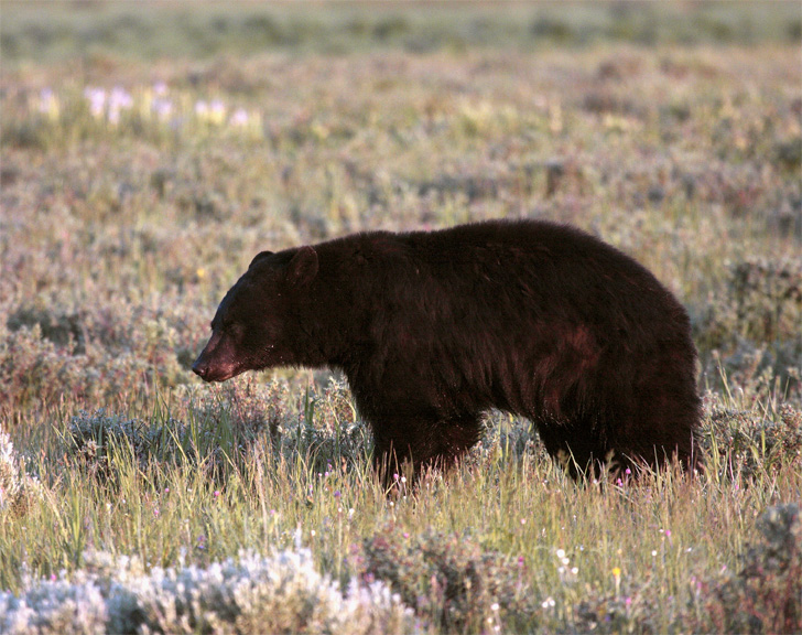 Black Bear in the Meadow Near Roosevelt Junction 2.jpg