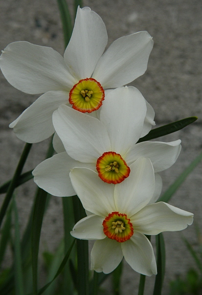 petals of connected hearts