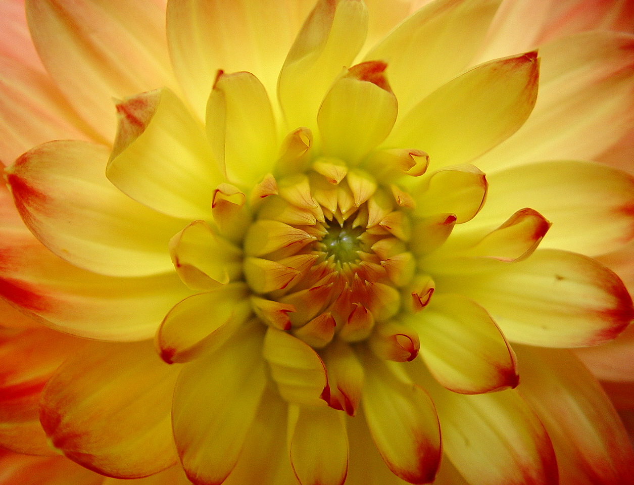 dahlia so bright