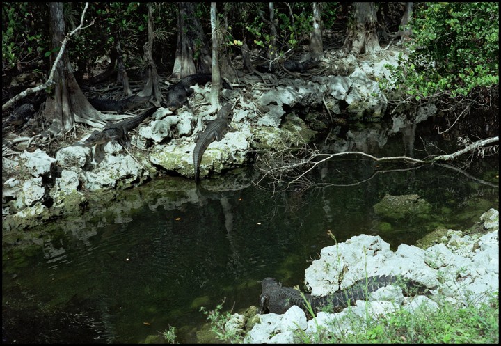 Dry Season in Everglades.