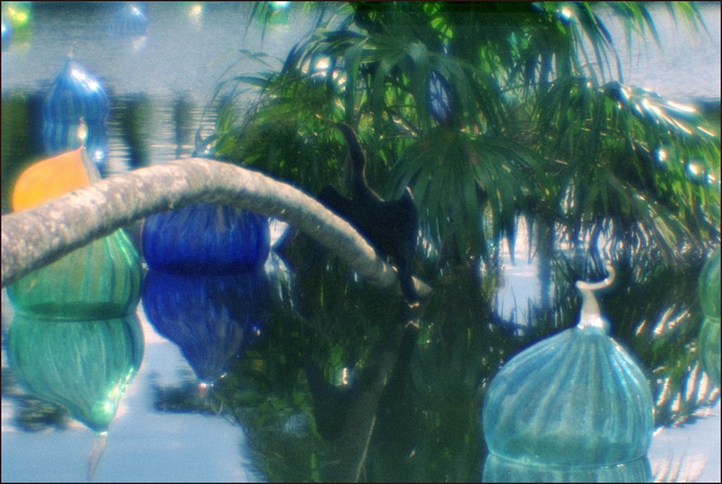 Wild Anhinga and Glass Sculptures (Fairchild Tropical Garden)