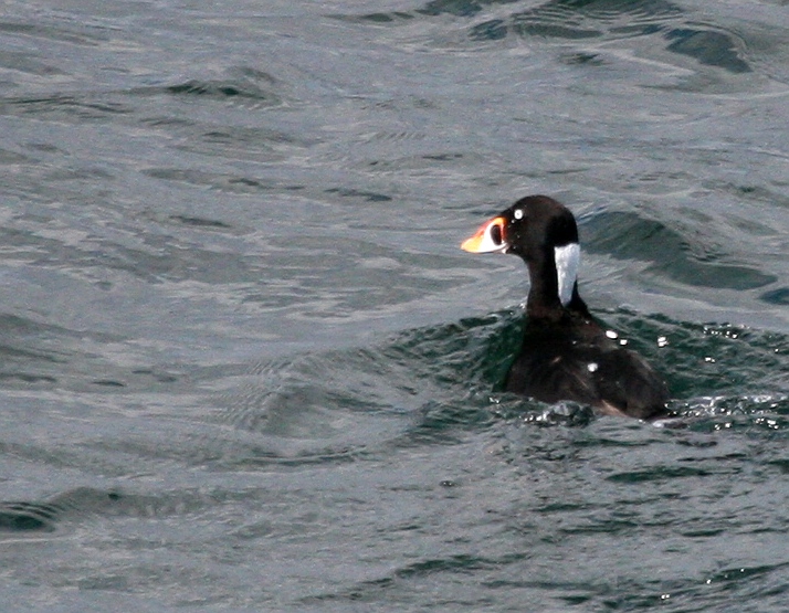 Surf Scoter from the Vashon Ferry IMG_3432.JPG