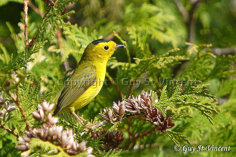 Wilsons warbler I