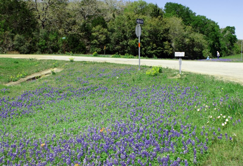 Bluebonnets on Hwy 71