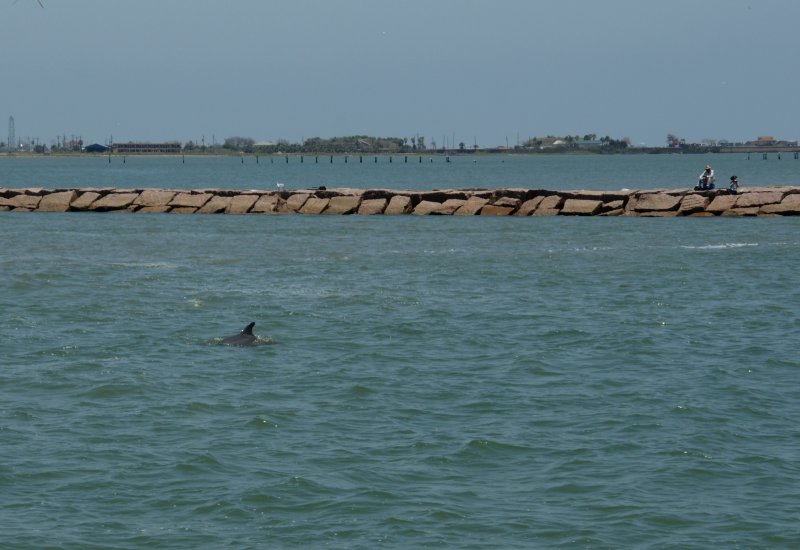 Bottlenose Dolphin and Jetty Fishermen