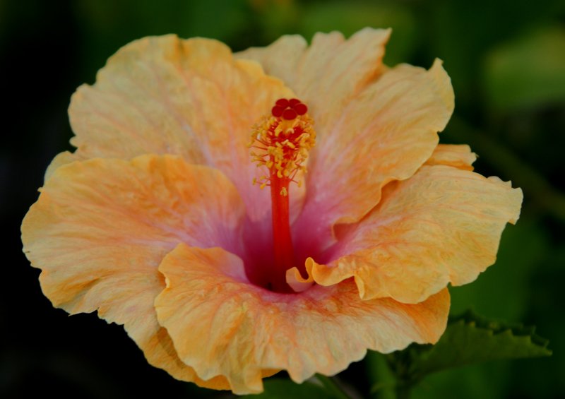 Hibiscus
