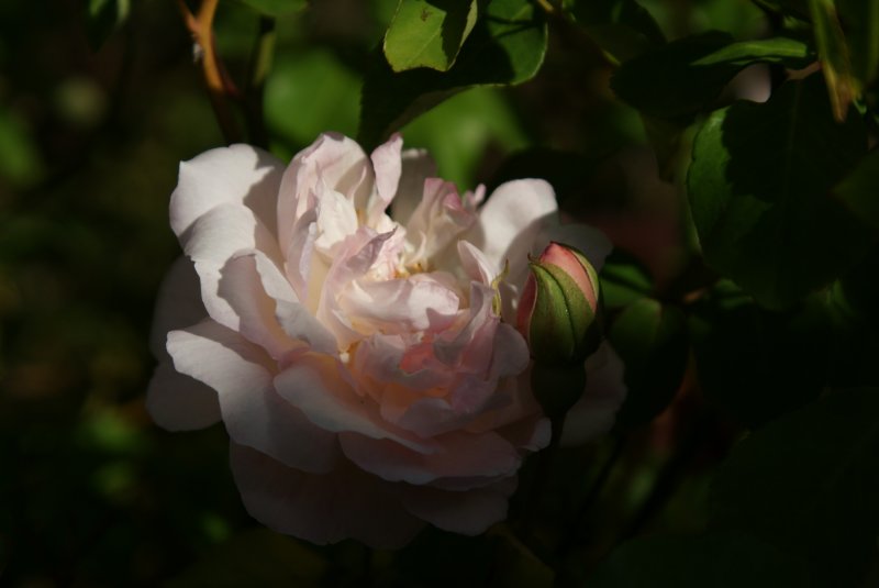 Bud ~ Bloom