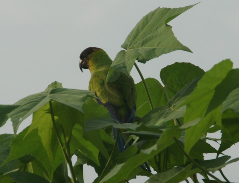 Nanday Conure