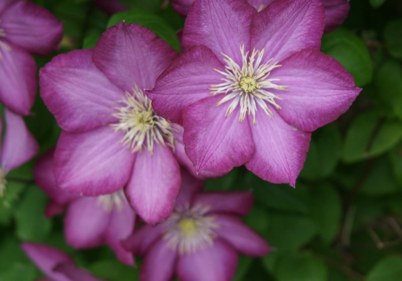 My Clematis