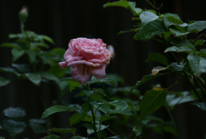 JULY 1