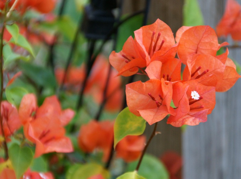 My Orange Bougainvillea