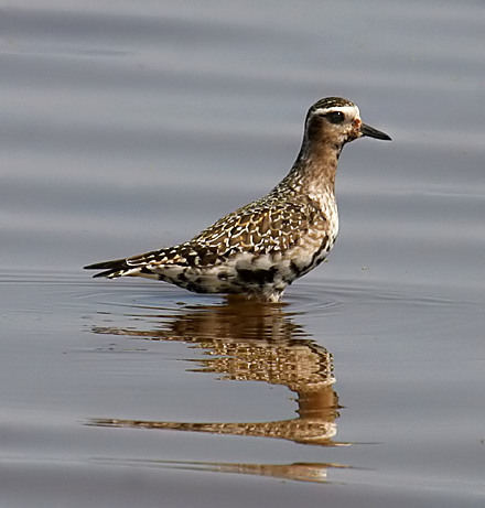 American Golden-Plover
