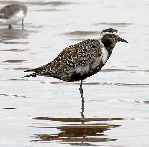 American Golden-Plover