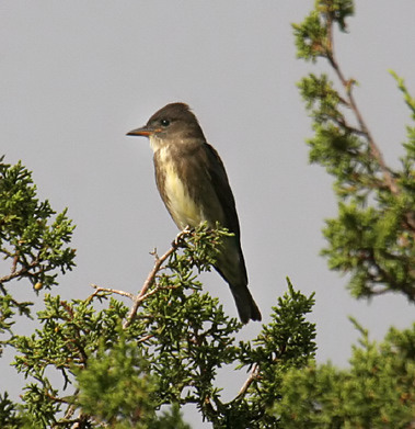 Olive-sided Flycatcher