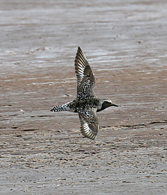 Black-bellied Plover