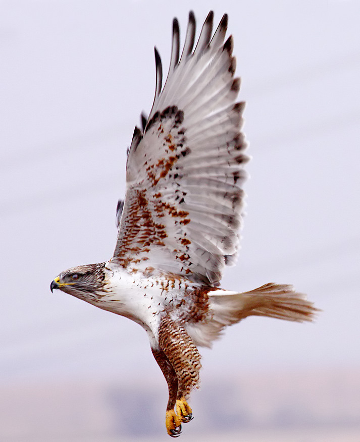 Ferruginous Hawk