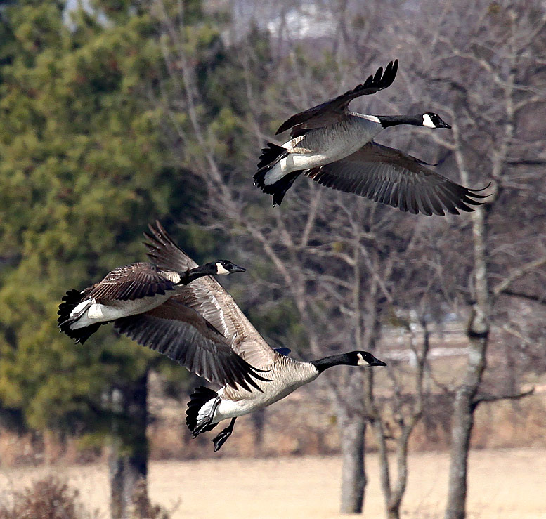 Canada Goose