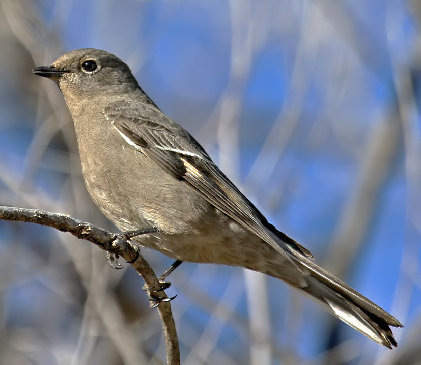 Townsends Solitaire